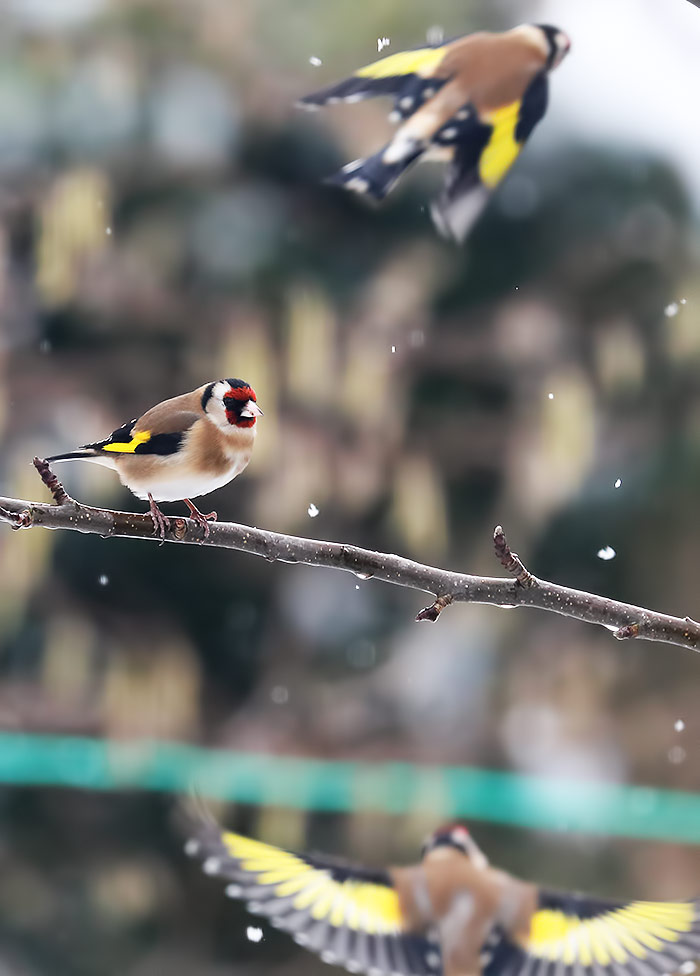 goldfinches
